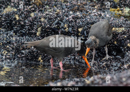 Variable oystercatcher (Haematopus unicolor) adult with a chick pulling mussels off the rocks at low tide. Dusky Sound, Fiordland, New Zealand. Stock Photo