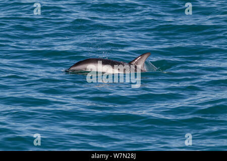 Dusky dolphin (Lagenorhynchus obscurus) surfacing to take a breath, off Kaikoura, Canterbury, New Zealand. Stock Photo