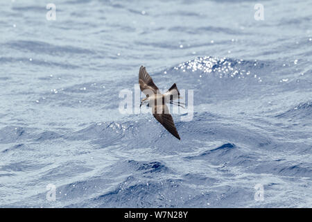 White-faced storm-petrel (Pelagodroma marina) in flight low over the water, showing upperwing. Off the Three Kings, Far North, New Zealand. Stock Photo