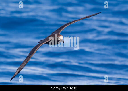 Grey-faced petrel (Pterodroma macroptera gouldi) in flight against the sea, showing upperwing. Off the Three Kings, Far North, New Zealand. March. Stock Photo