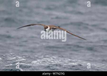 Greater shearwater (Puffinus gravis) flying low over the water, off Stewart Island, New Zealand Stock Photo
