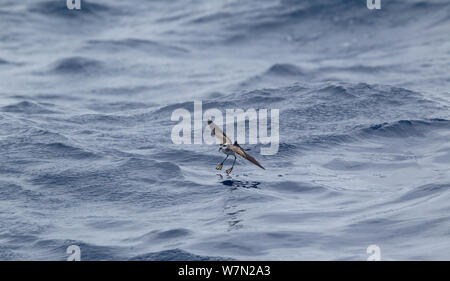 White-faced storm petrel (Pelagodroma marina hypoleuca) feeding by bouncing on the surface of the sea, off Madeira, North Atlantic. May. Stock Photo