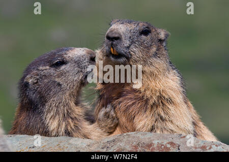 Two Alpine marmots (Marmota marmota), Hohe Tauern National Park, Austria, July Stock Photo