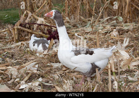 Gray saddleback 2024 pomeranian geese