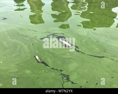 View of dead fishes in the Liangxi River covered with blue-green algae in Wuxi city, east China's Jiangsu province, 3 July 2017.   Dead fishes have be Stock Photo