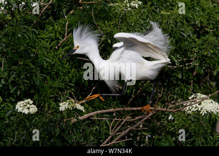 Snowy Egret (Egretta thula) in breeding plumage, courtship display with plumes raised; note how characteristic yellow feet of the species have morphed into orange. Osceola County, Florida, USA, March. Stock Photo