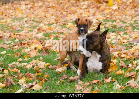 Female Boxer with 10-week Boxer puppy on autumn leaves, USA Stock Photo
