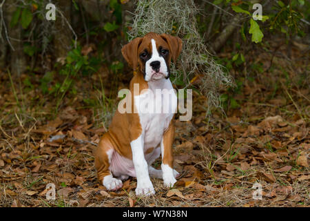 Boxer dog puppy portrait, USA Stock Photo