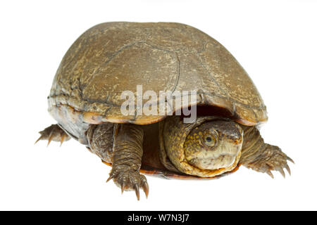 Eastern mud turtle (Kinosternon subrubrum) Richmond County, North Carolina, USA, June, meetyourneighboursproject.net Stock Photo