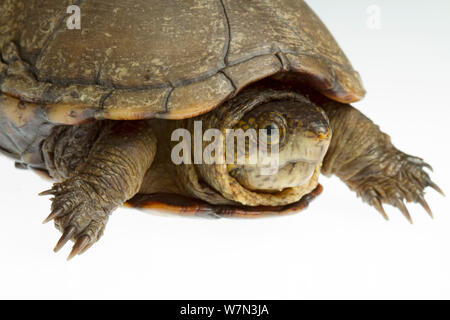 Eastern mud turtle (Kinosternon subrubrum) head detail, Richmond County, North Carolina, USA, June, meetyourneighboursproject.net Stock Photo