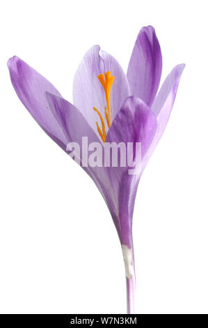 Spring crocus (Crocus angustifolius) in flower, Kostanjevica, Slovenia, March,  meetyourneighbours.net project Stock Photo