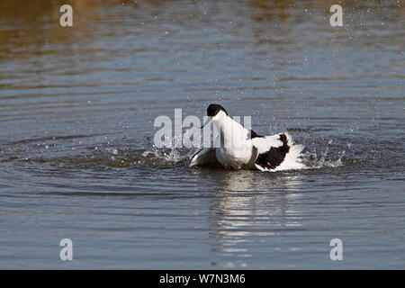 Avocet (Recurvirostra avosetta) bathing, Lancashire UK, April Stock Photo