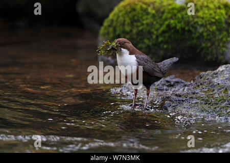 Dipper (Cinclus cinclus) carrying nesting material in stream, Clwyd, North Wales, UK, March Stock Photo