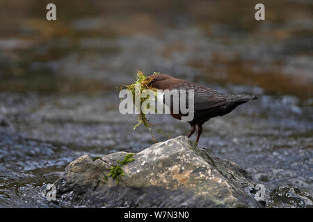 Dipper (Cinclus cinclus) carrying nesting material perched on rock in stream, Clwyd, North Wales, UK, March Stock Photo