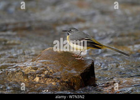Male Grey Wagtail (Motacilla cinerea) perched on stone in river, North Wales, UK, March Stock Photo