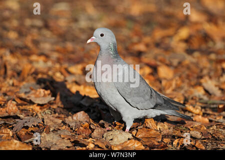 Stock Dove (Columba oenas) on woodland floor Cheshire, UK Stock Photo