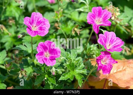 Geranium flowers (Geranium x riversleaianum 'Russell Prichard' Stock ...