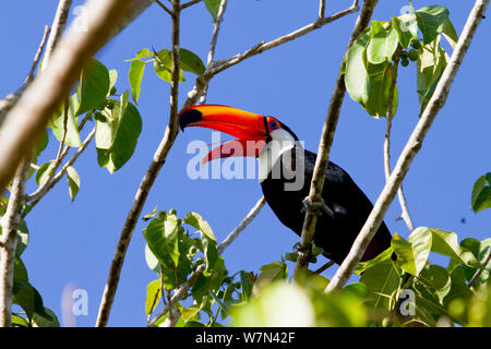 Toco toucan (Ramphastos toco) feeding, catching insects with bony tongue, Pantanal, Matogrossense National Park, Brazil Stock Photo