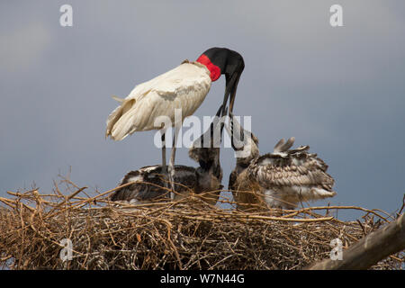 Jabiru stork (Jabiru mycteria) feeding chicks at nest, Pantanal, Pocone, Brazil Stock Photo