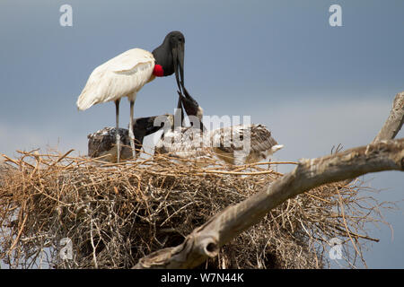 Jabiru stork (Jabiru mycteria) feeding chicks at nest, Pantanal, Pocone, Brazil Stock Photo