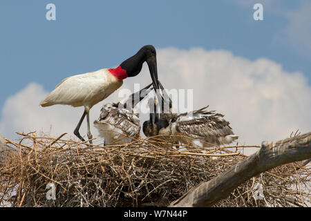 Jabiru stork (Jabiru mycteria) feeding chicks at nest, Pantanal, Pocone, Brazil Stock Photo