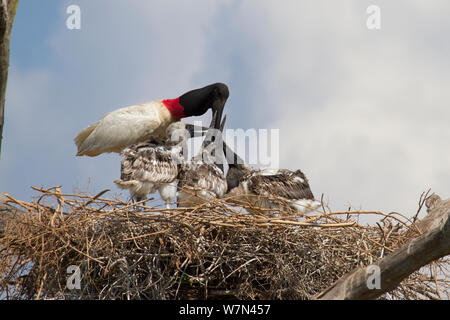 Jabiru stork (Jabiru mycteria) feeding chicks at nest, Pantanal, Pocone, Brazil Stock Photo