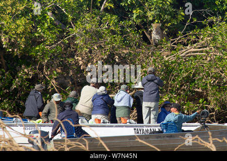 Tourists watching wild Jaguar (Panthera onca) from boat on river, Pantanal, Pocone, Brazil Stock Photo