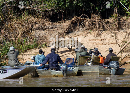 Tourists watching two wild Jaguar cubs fight on riverbank, (Panthera onca) from boat on river, Pantanal, Pocone, Brazil Stock Photo