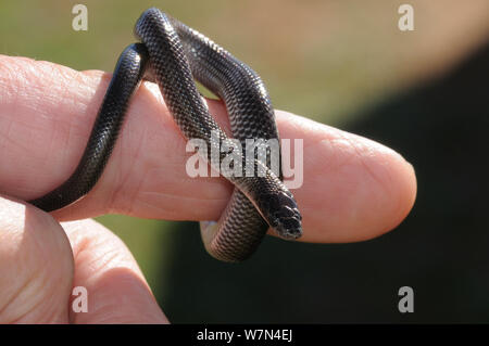 Cape Wolf Snake (Lycophidion capense) Neonate on human finger for scale. DeHoop Nature reserve. Western Cape, South Africa. Stock Photo