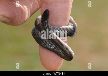 Cape Wolf Snake (Lycophidion capense) Neonate on human finger for scale. deHoop Nature reserve. Western Cape, South Africa. Stock Photo