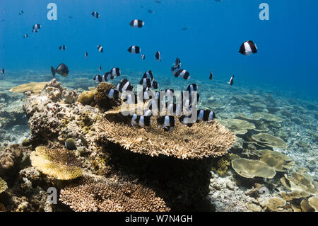 Black pyramid butterflyfish (Hemitaurichthys zoster) over table coral on shallow reef top. Maldives, Indian Ocean Stock Photo