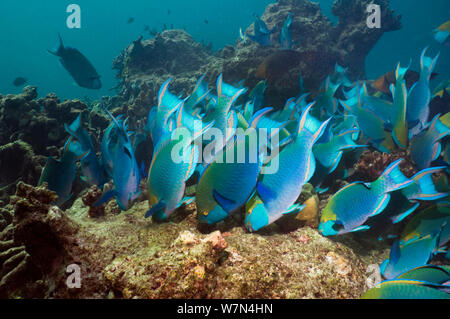 Greenthroat or Singapore parrotfish (Scarus prasiognathus), large school of terminal males grazing on algae covered coral boulders, Andaman Sea, Thailand. Stock Photo