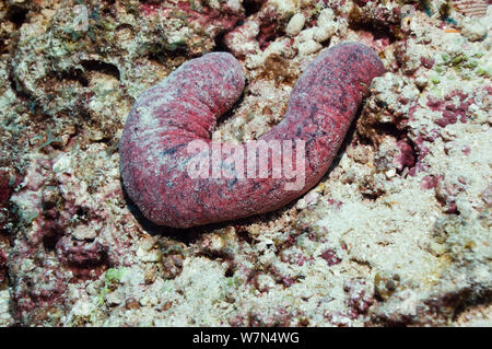 Edible sea cucumber (Holothuria edulis) one of the edible species of sea cucumbers served as 'sea slugs', 'trepang' or 'Beche de mer'. Maldives, Indian Ocean Stock Photo