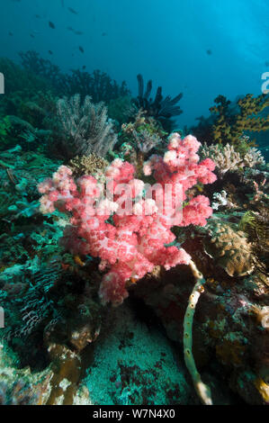 Soft coral (Dendronephthya sp.) on coral reef., Rinca, Komodo National Park, Indonesia Stock Photo