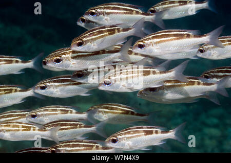 Striped monocle bream or Spinecheek (Scolopsis lineata) Bunaken National Park, Indonesia Stock Photo