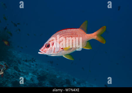 Long jawed / Sabre squirrelfish (Sargocentron spiniferum) Maldives, Indian Ocean Stock Photo