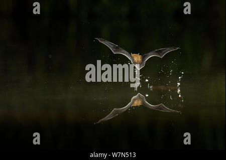 Kuhl's Pipistrelle Bat (Pipistrellus kuhlii) in flight low over water, with splash from drinking in flight. France, Europe, October. Stock Photo