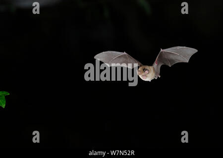 Mediterranean Horseshoe Bat (Rhinolophus euryale) in flight. France, Europe, August. Stock Photo