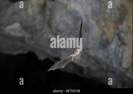 Schreiber's Long Fingered Bat (Miniopterus schreibersii) in flight in cave. France, Europe, August. Stock Photo