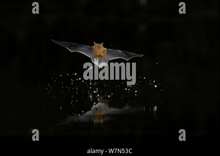 Kuhl's Pipistrelle Bat (Pipistrelle kuhlii) in flight over water, with splash from drinking in flight. France, Europe, August. Stock Photo