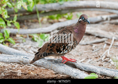 Galapagos dove (Zenaida galapagoensis) on ground Espanola (Hood) Island Stock Photo