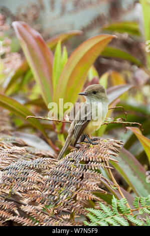 Galapagos flycatcher (Myiarchus magnirostris) Highlands, El Puntudo ...