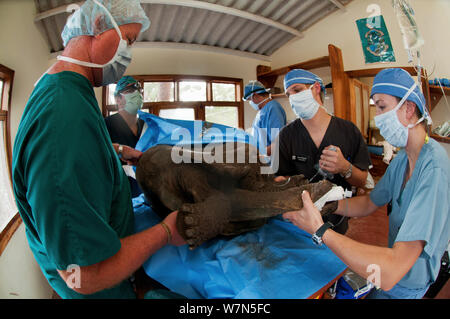 Galapagos giant tortoise (Chelonoidis nigra) surgery, Tortoise Breeding Centre, Galapagos Stock Photo