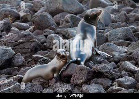 Galapagos sea lion (Zalophus wollebaeki) mother and pup on volcanic rocks. Endangered. Galapagos Islands, Ecuador, June. Stock Photo