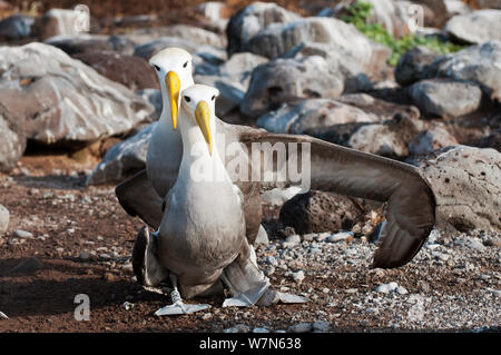 Waved albatross (Phoebastria irrorata) courting pair. Punta Cevallos, Espanola (Hood) Island, Galapagos, Ecuador, May. Stock Photo