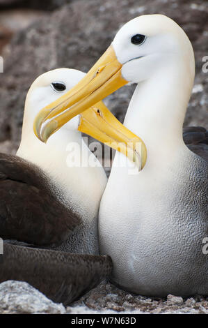 Waved albatross (Phoebastria irrorata) courting pair mutually grooming. Punta Cevallos, Espanola (Hood) Island, Galapagos, Ecuador, May. Stock Photo