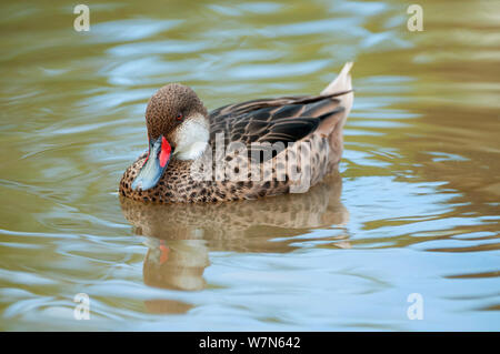 White-cheeked pintail (Anas bahamensis) male on water. Galapagos Islands, Ecuador, June. Stock Photo