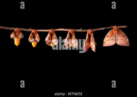 Bullseye Moth (Automeris io) showing wings expanding after emerging from cocoon. Captive, originating from North and Central America. Digital composite sequence Stock Photo