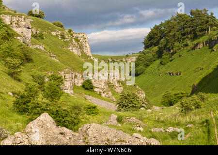 Carboniferous limestone outcrops. Lathkill Dale National Nature Reserve, Peak District National Park, UK, June 2008. Stock Photo