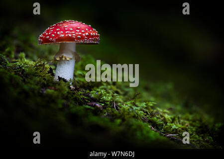 Fly Agaric (Amanita muscaria) toadstool growing on moss. Nordtirol, Tirol, Austrian Alps, Austria, August. Stock Photo